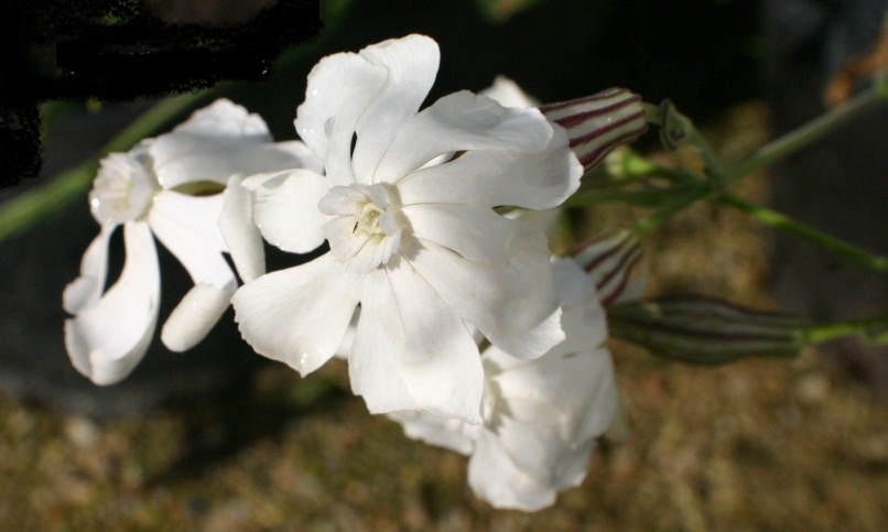 Silene-capensis