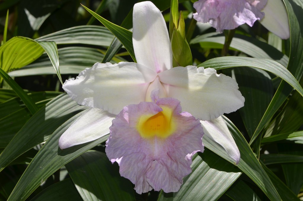 Sobralia Mirabilis