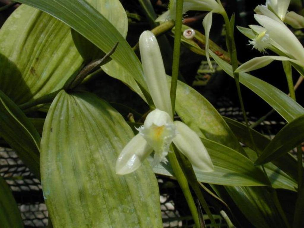 Sobralia fragrans