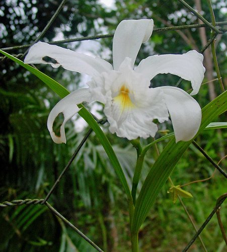 Sobralia liliastrum