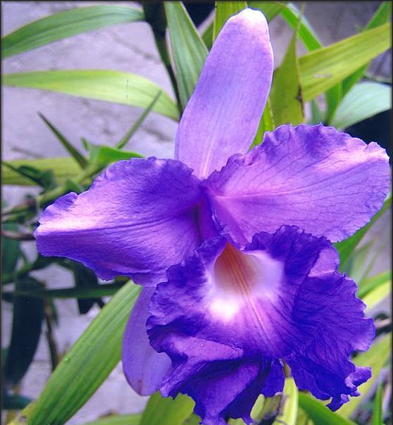 Sobralia macrantha