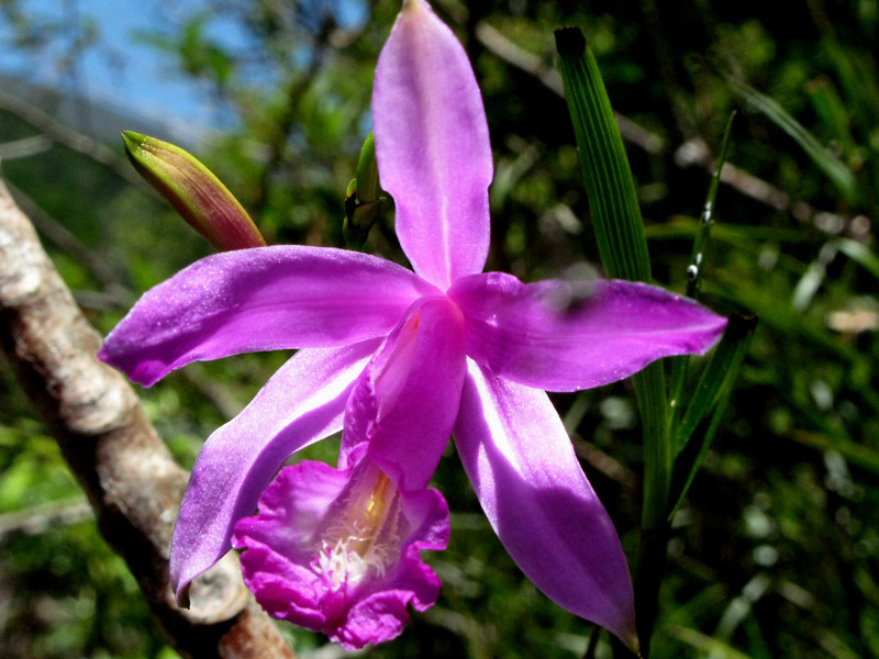 Sobralia stenophylla