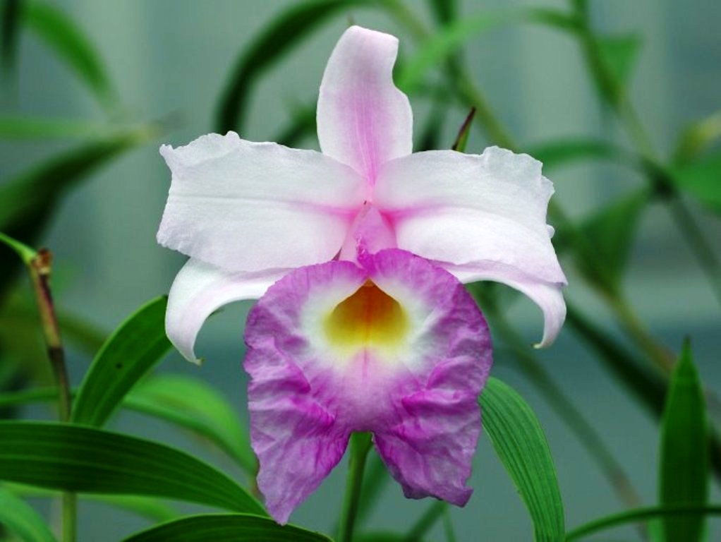 Sobralia x veitchii