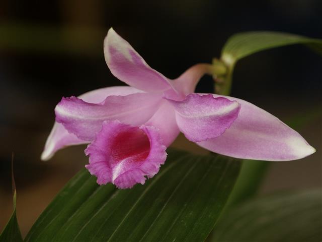 Sobralia