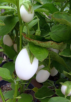 Solanum Ovigerum