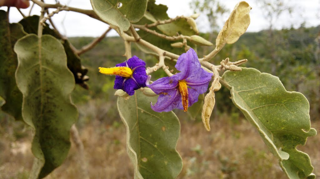 Solanum lycocarpum)