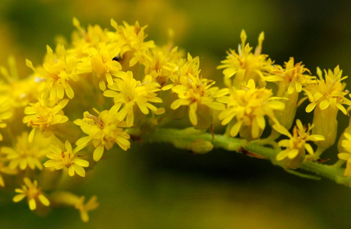 Solidago-canadensis