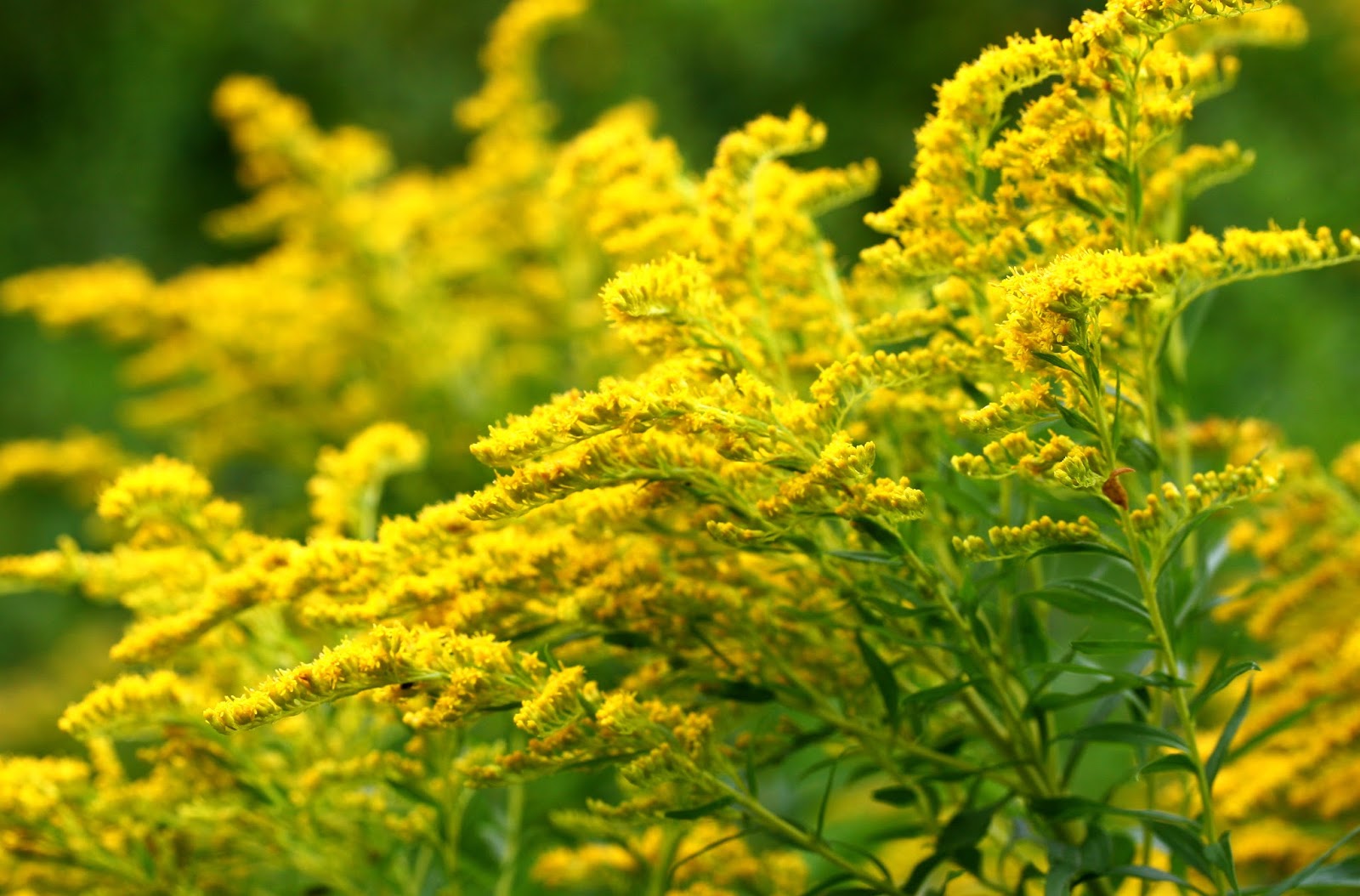 Solidago canadensis(1)