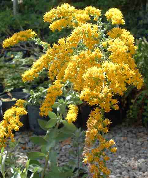 Solidago_canadensis