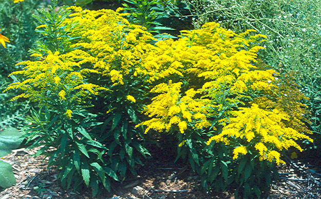 Solidago_canadensis