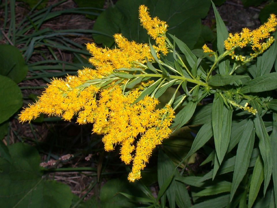 Solidago_canadensis