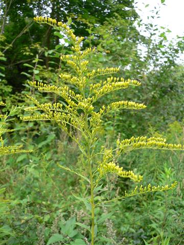 Solidago_canadensis_248