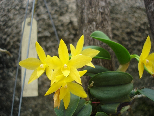 Sophronitis cernua var. aurantiaca`Spring Hill(amarela)