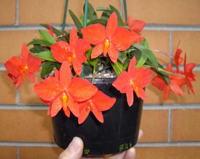 Sophronitis coccinea