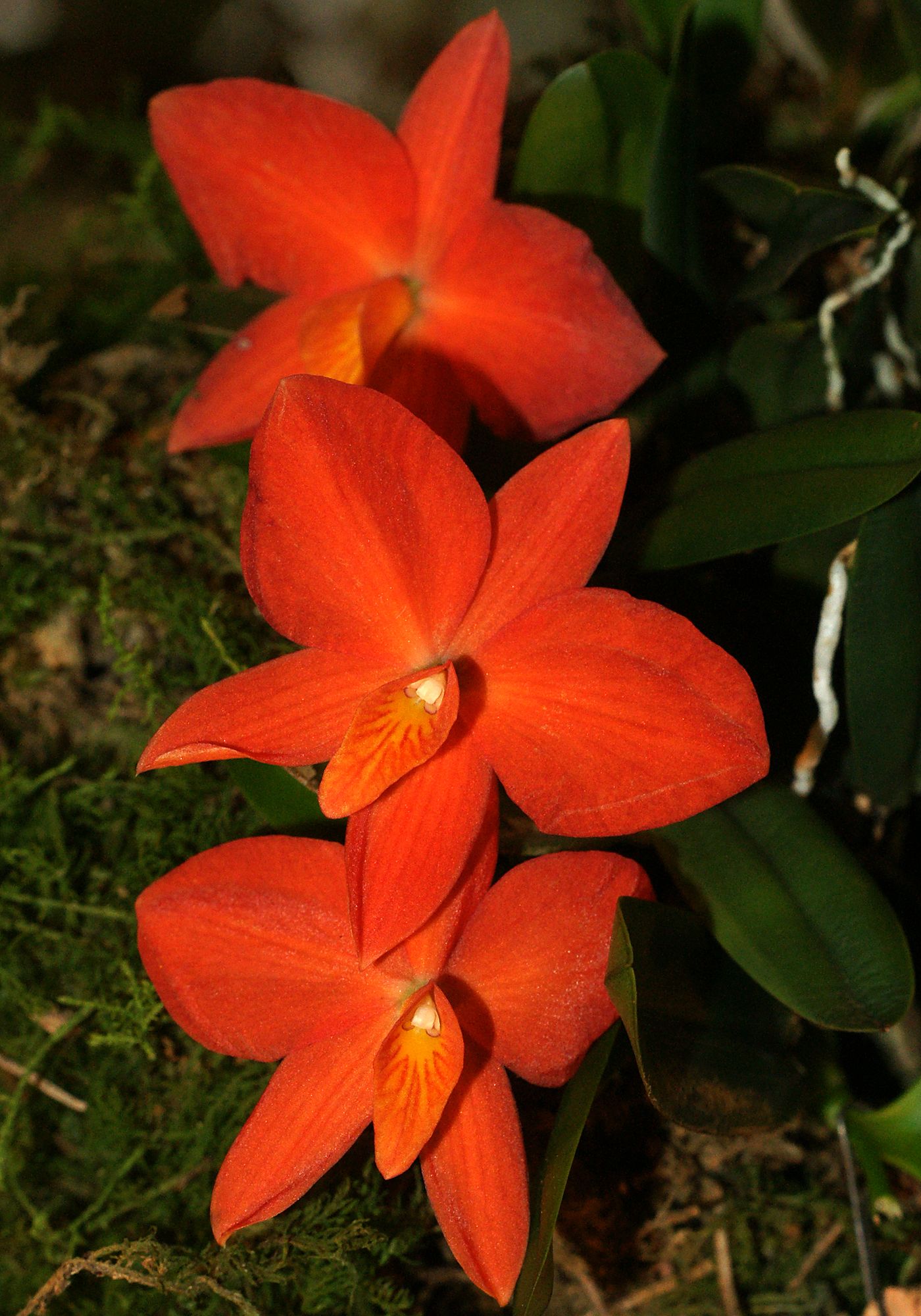 Sophronitis coccinea