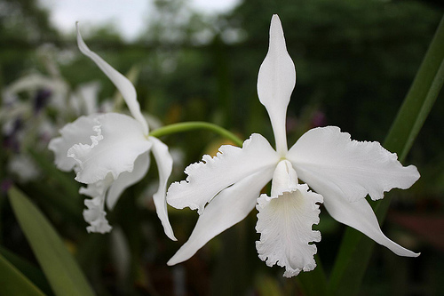 Sophronitis lobata alba