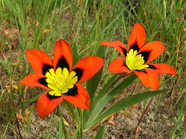 Sparáxis Tricolor