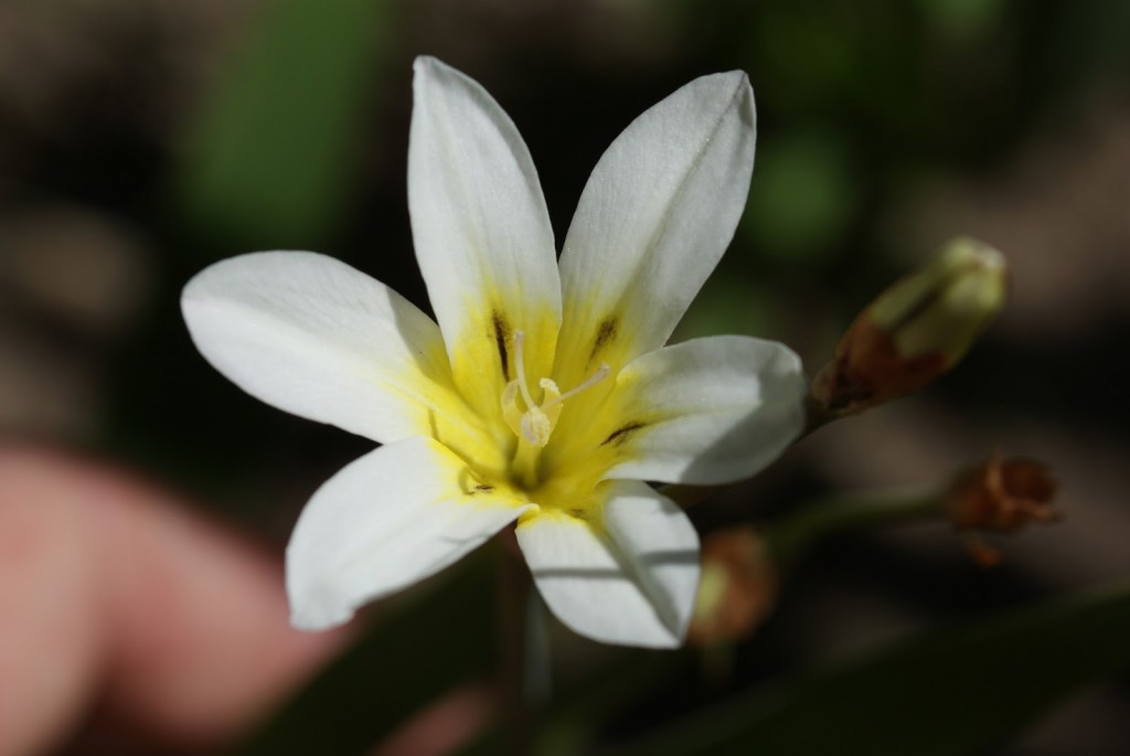 Sparáxis Tricolor