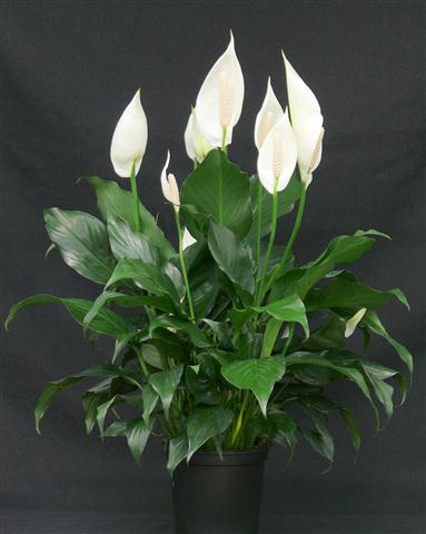 Spathiphyllum