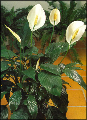 Spathiphyllum wallisi