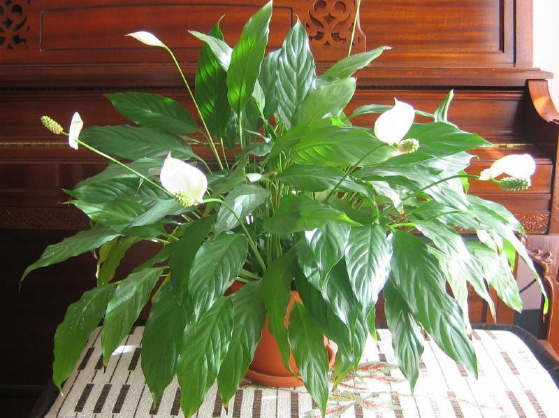 Spathiphyllum wallisii