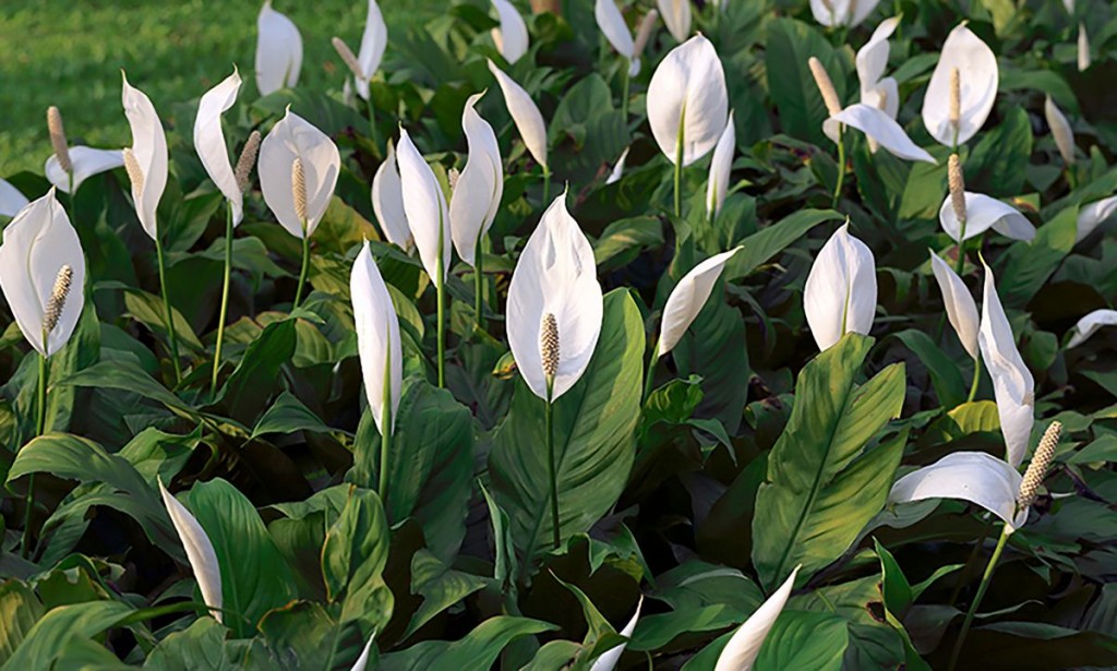 Spathiphyllum wallisii3