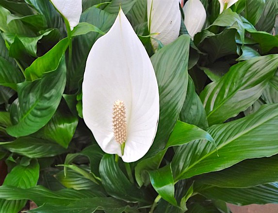 Spathiphyllum wallisii