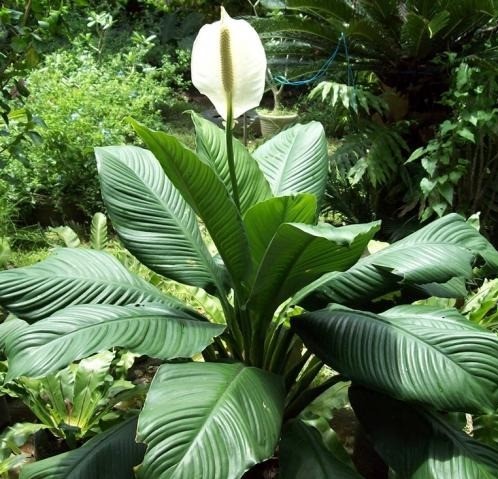 Spathiphyllum wallisii