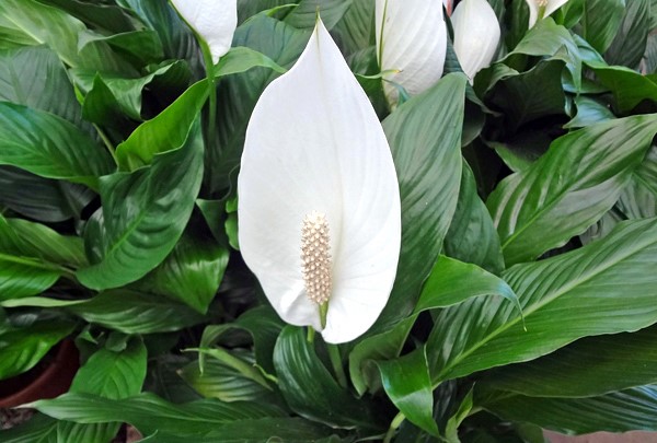 Spathiphyllum wallisii