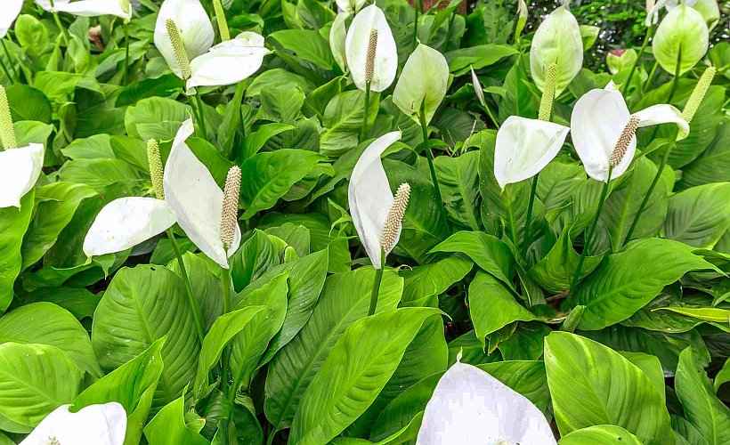 Spathiphyllum wallisii7