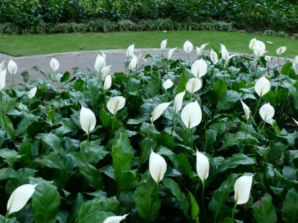 Spathiphyllum