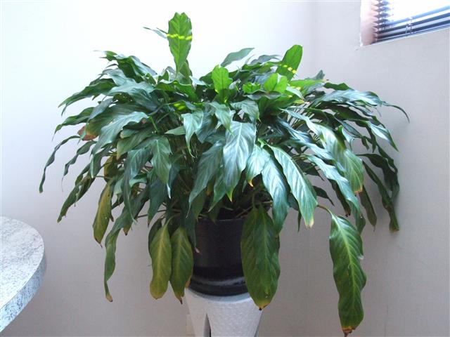 Spathiphyllum_wallisii2