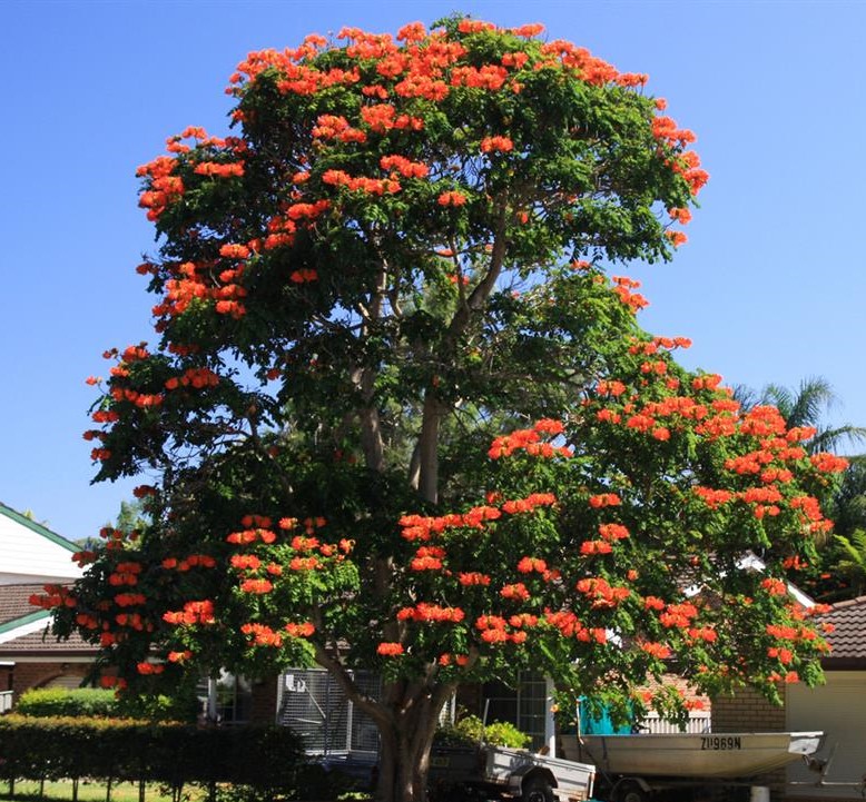 Spathodea campanulata