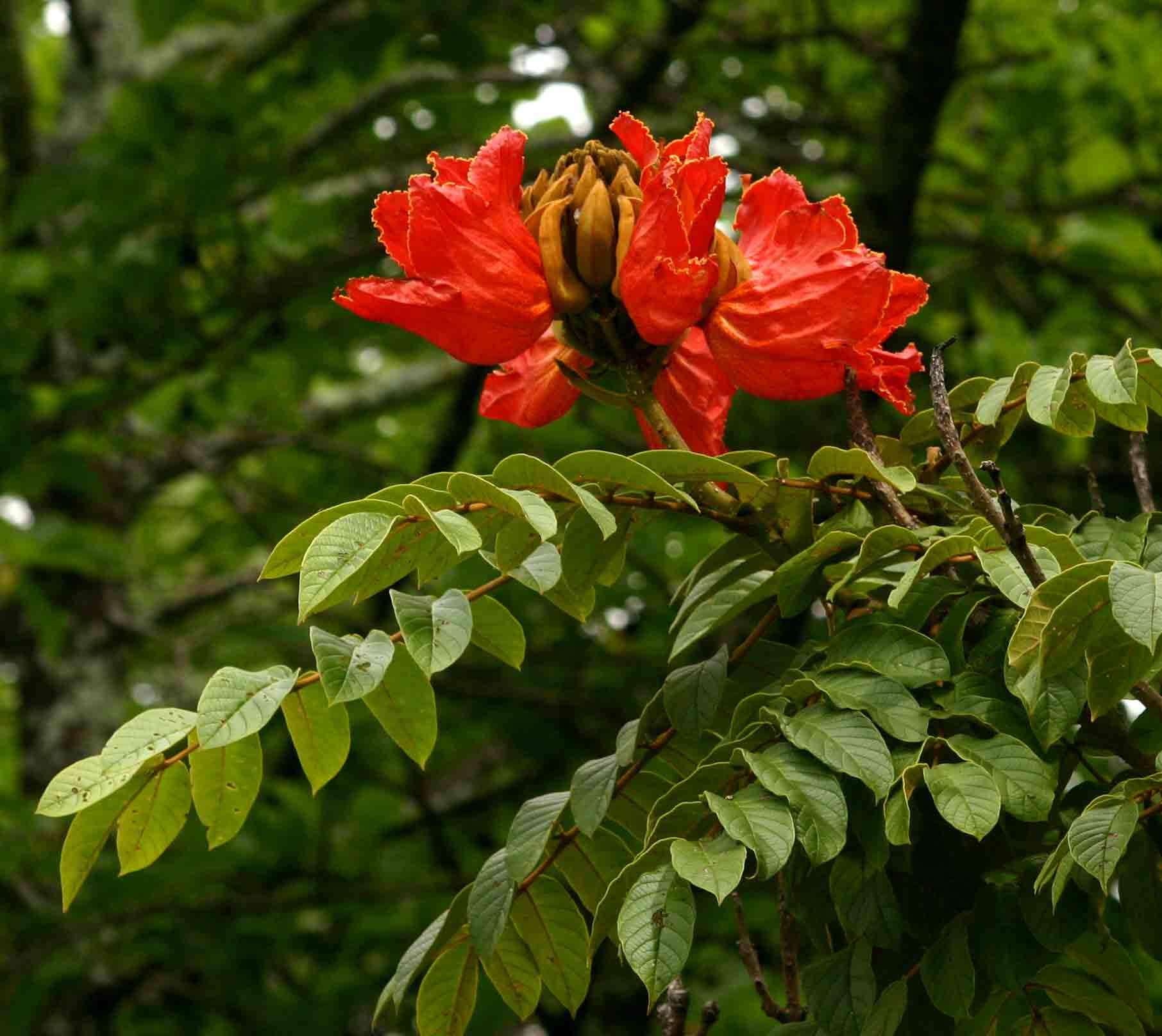 Spathodea campanulata