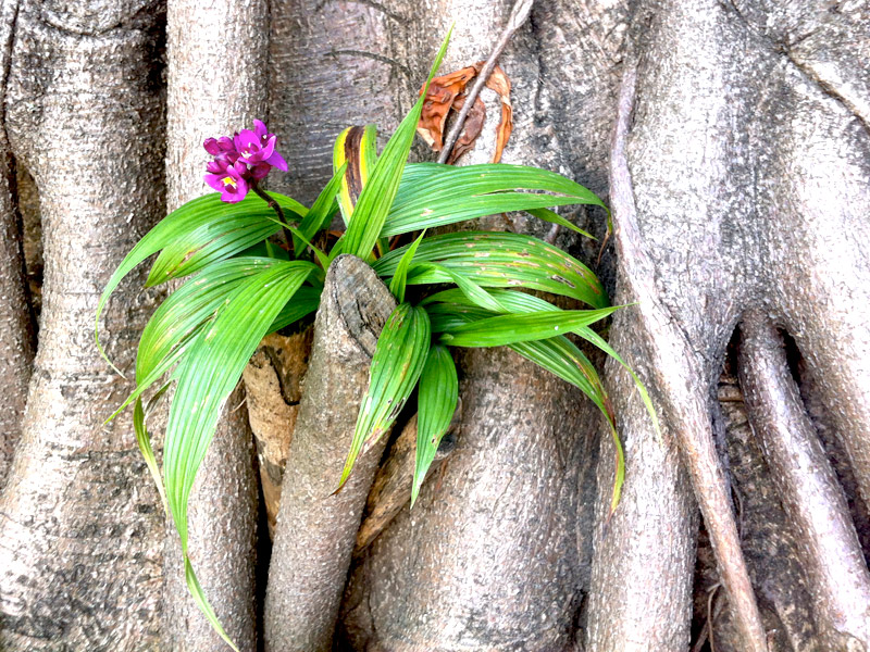 Spathoglottis-unguiculata-03