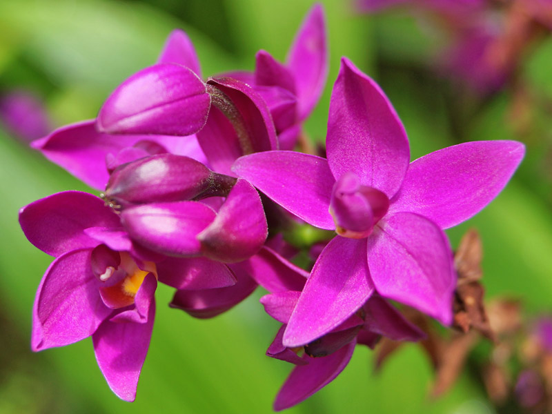 Spathoglottis-unguiculata