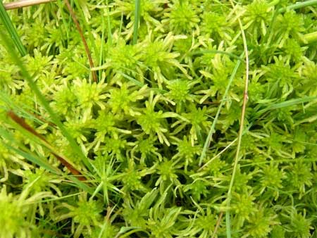 Sphagnum_vivo