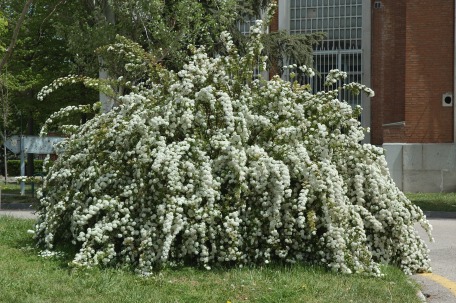 Spiraea cantoniensis