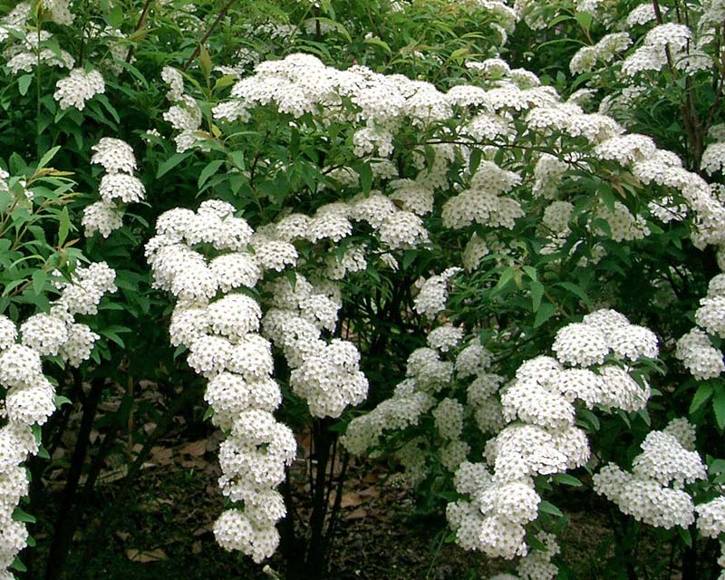 Spiraea-cantoniensis