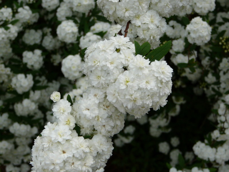 Spirea cantoniensis