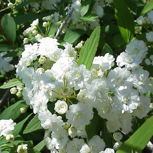 Spirea_Bridal