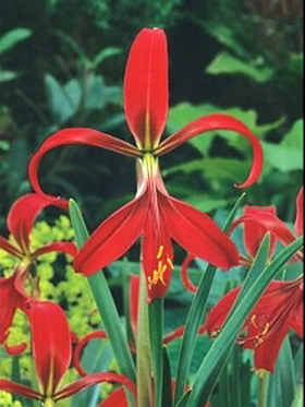 Sprekelia formosissima