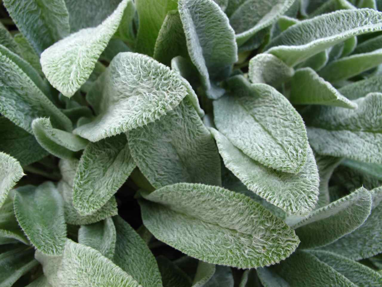 Stachys byzantina