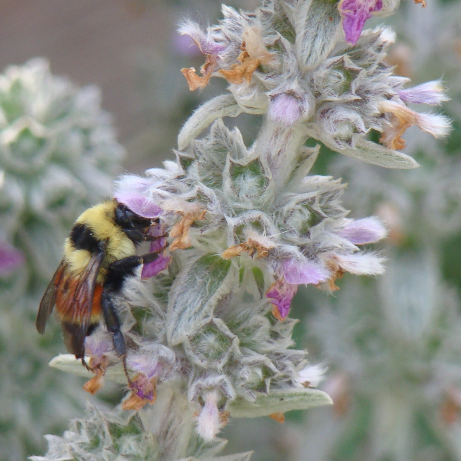 Stachys-byzantina1