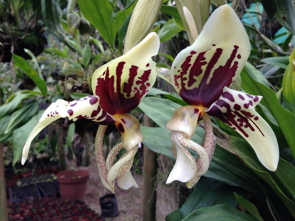 Stanhopea Assidensis 