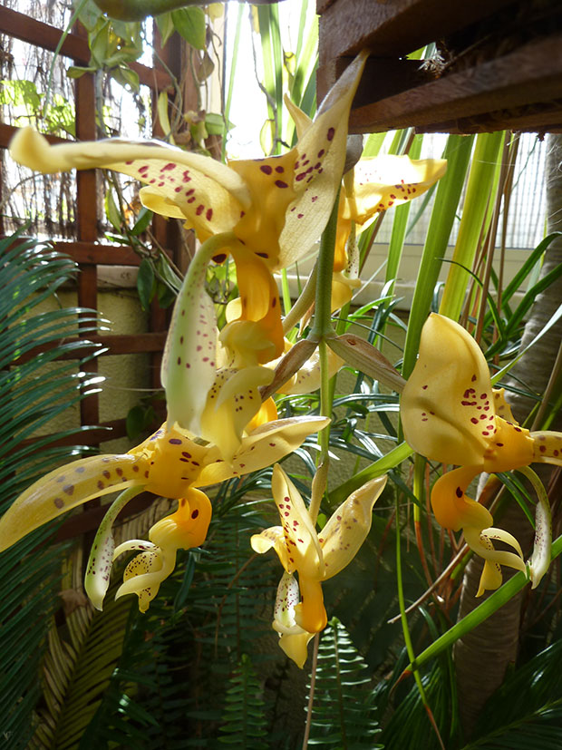 Stanhopea-jenischiana