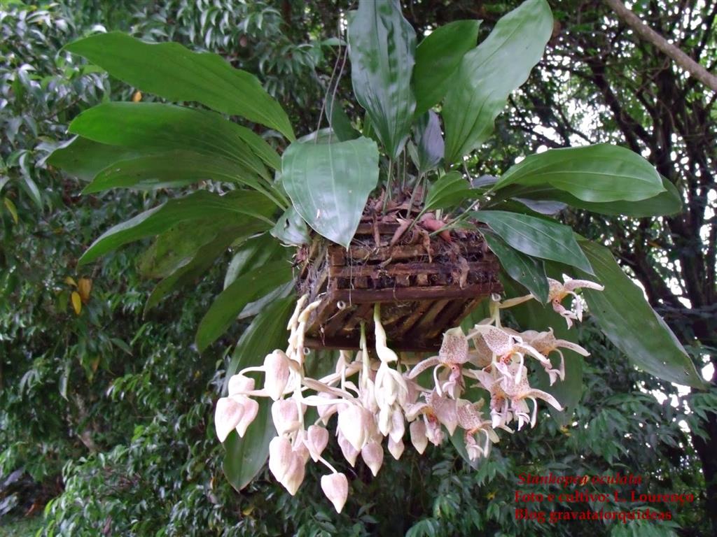 Stanhopea oculata 