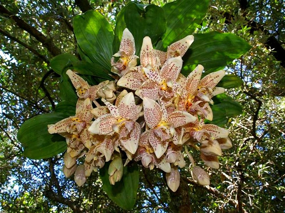 Stanhopea oculata