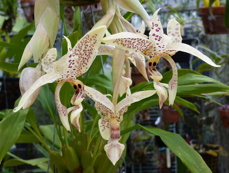 Stanhopea oculata