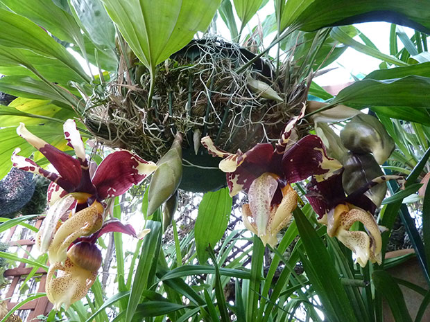 Stanhopea-tigrina-var.-nigroviolacea